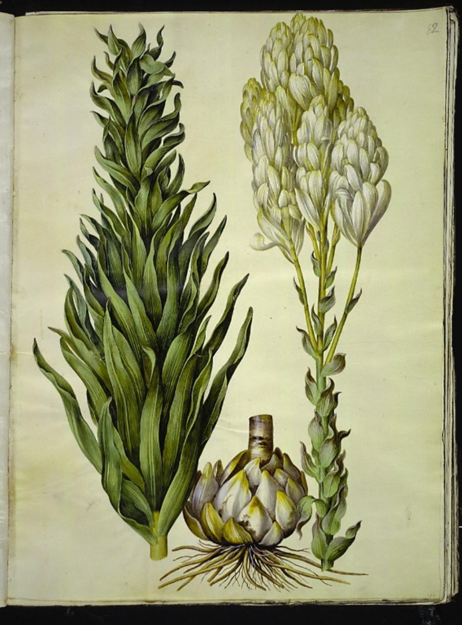 beyaz zambak (madonna-lilje) by Hans Simon Holtzbecker