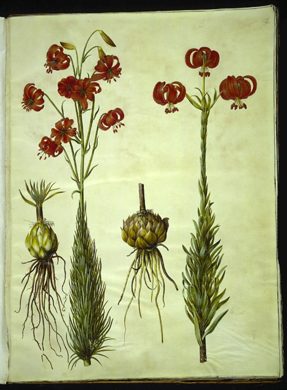 Kalsedonik zambak (rød turbanlilje) by Hans Simon Holtzbecker
