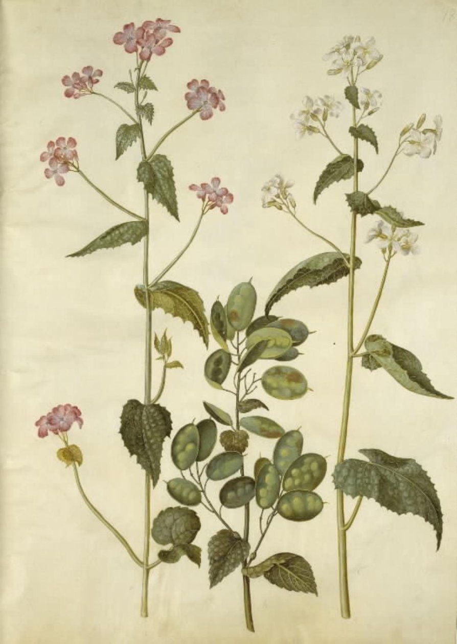 Lunariae (Yahuda