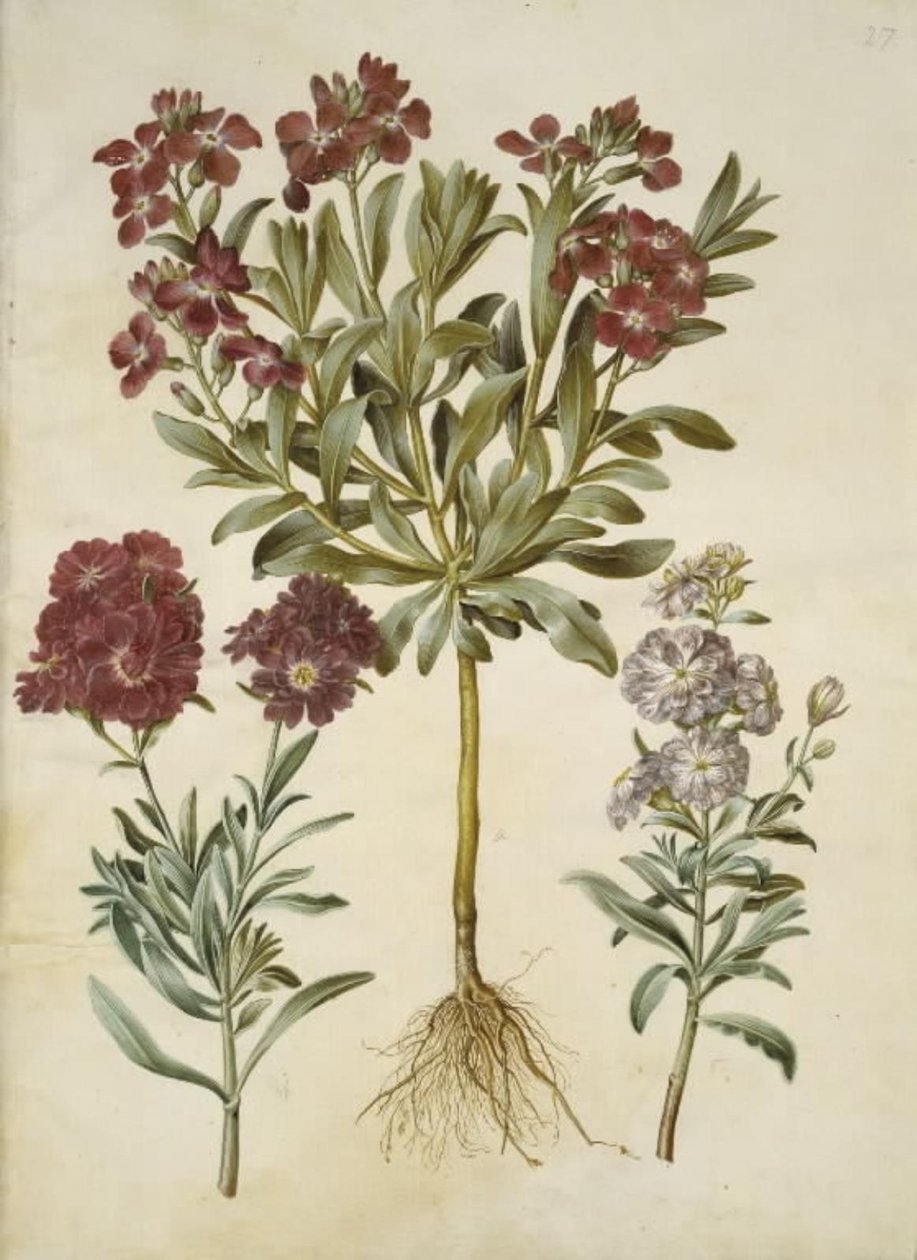 Matthiola incana (vinter-levkoj) by Hans Simon Holtzbecker
