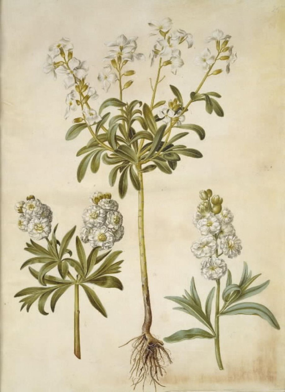 Matthiola incana (vinter-levkoj) by Hans Simon Holtzbecker
