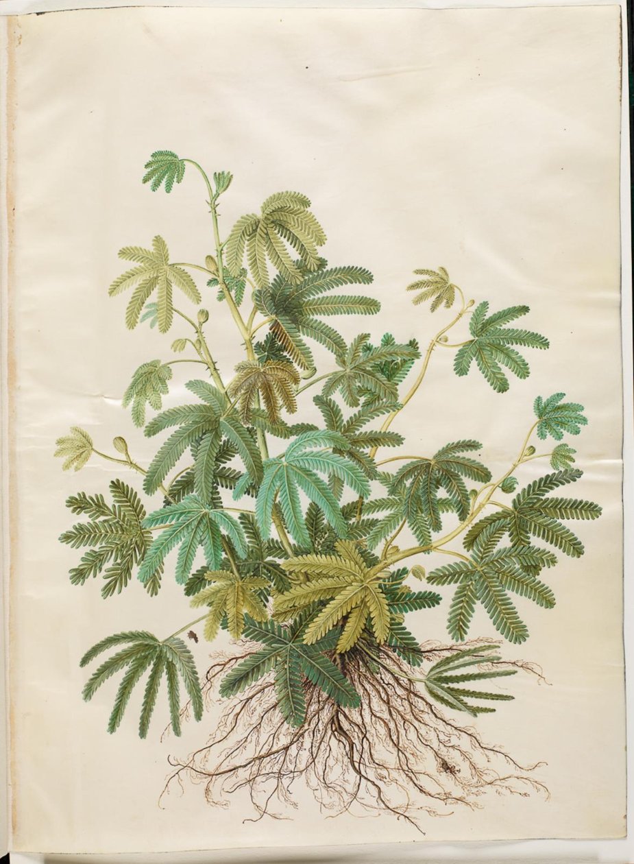 Parmaklarımı emdim (mangefring emildi) by Hans Simon Holtzbecker