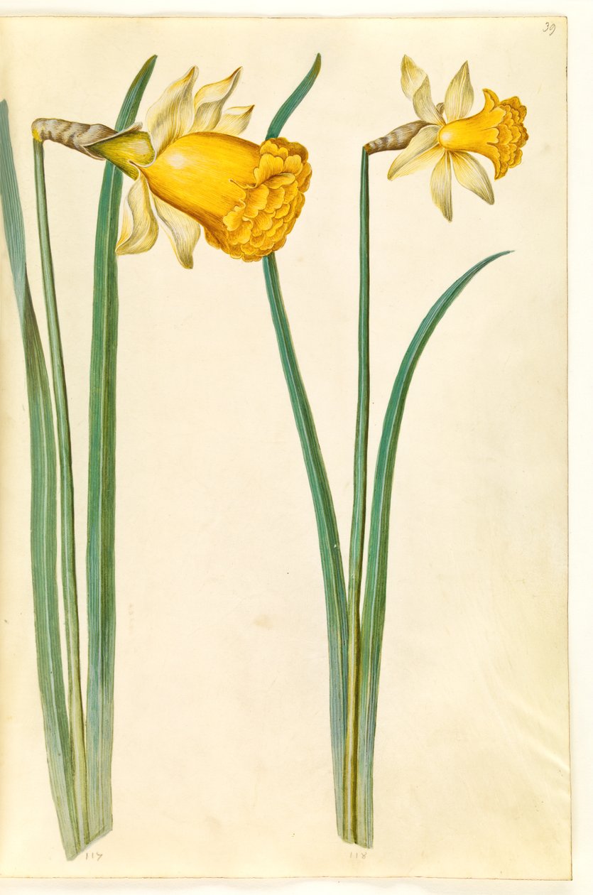 Nergis pseudonarcissus (nergis) by Hans Simon Holtzbecker
