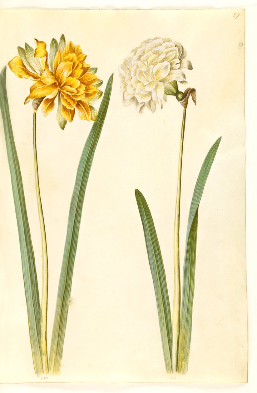 Nergis pseudonarcissus (nergis) by Hans Simon Holtzbecker
