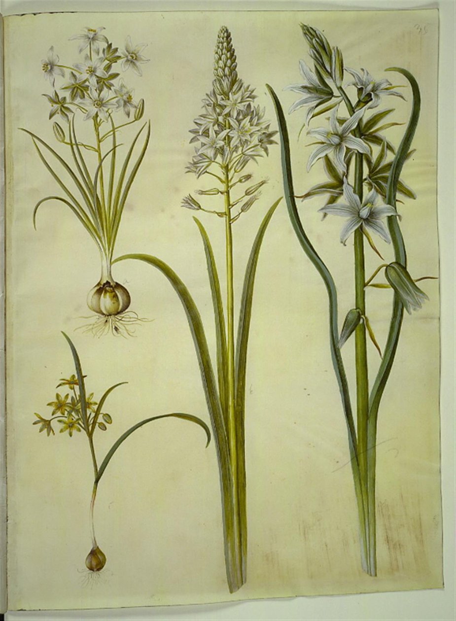 Ornithogalum umbellatum (diyet-kuş sütü); Ornithogalum piramidale (piramit-kuş sütü); Gagea lutea (ortak altın yıldız); Ornithogalum nutans (kuş sütü sallayarak) by Hans Simon Holtzbecker