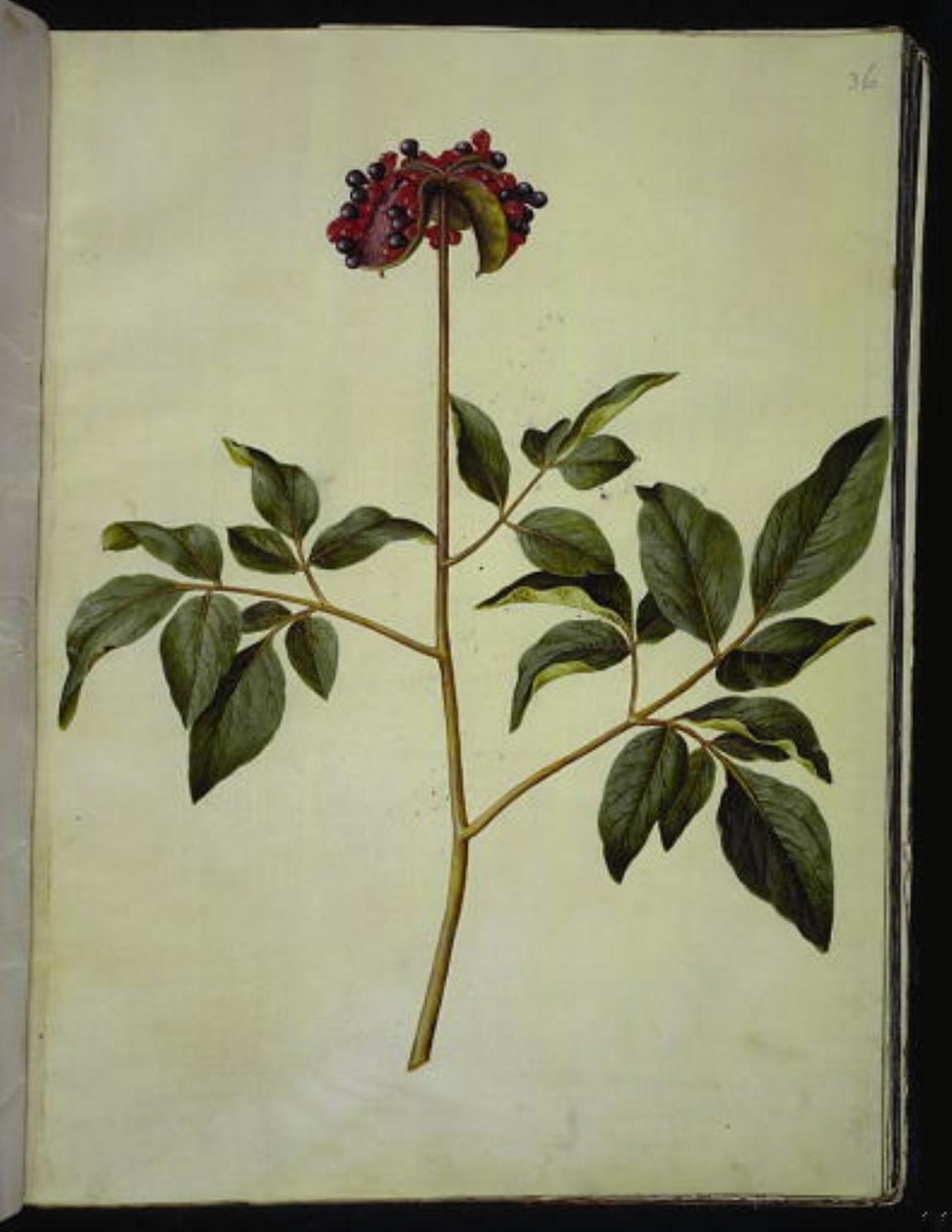 Paeonia mascula (gül-silkeplante) by Hans Simon Holtzbecker