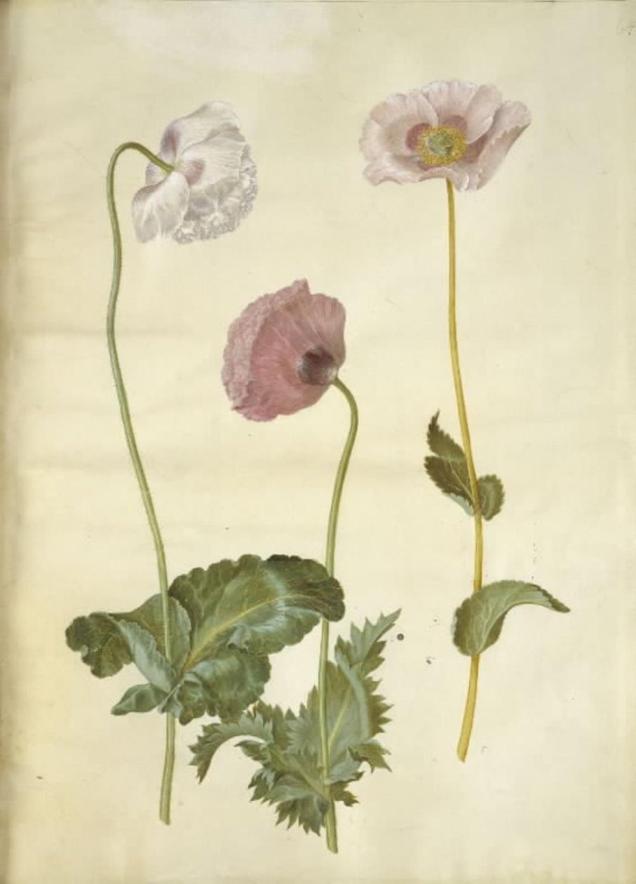 Haşhaş somniferum (afyon-valmue) by Hans Simon Holtzbecker
