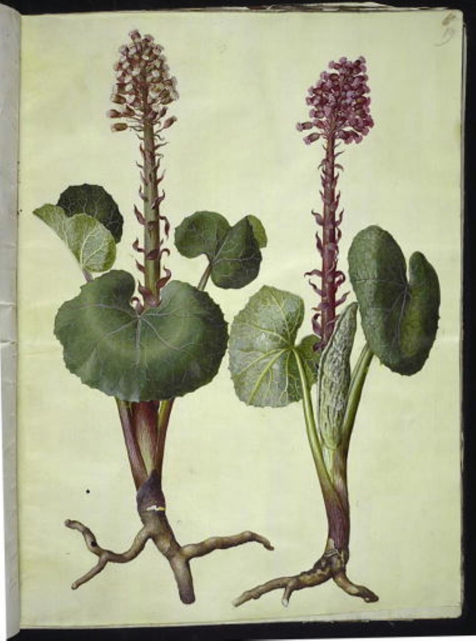 Petasites hybridus (kırmızı at nalı) by Hans Simon Holtzbecker