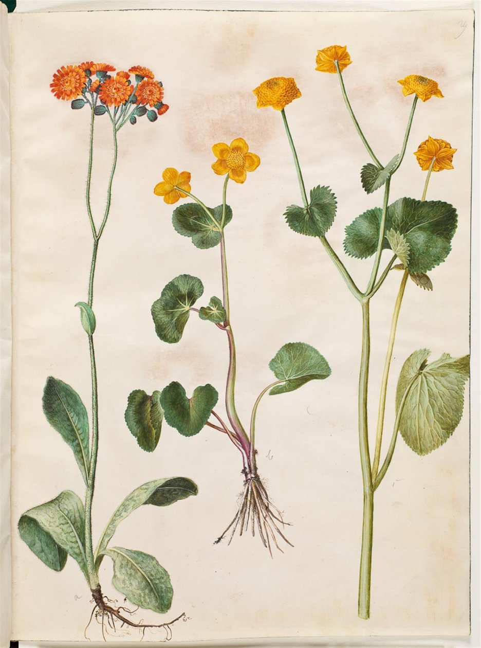 Pilosella aurantiaca (Pomeranya alıç); Caltha palustris by Hans Simon Holtzbecker