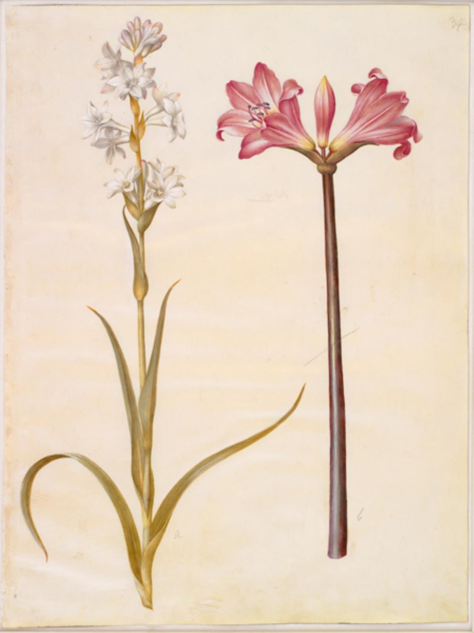 Polianthes tuberosa (sümbülteber); Amaryllis belladonna (belladonnalilje) by Hans Simon Holtzbecker