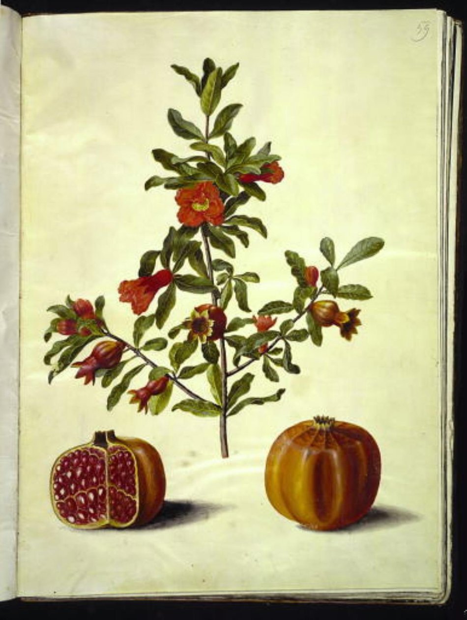 Punica granatum (granataeble) by Hans Simon Holtzbecker