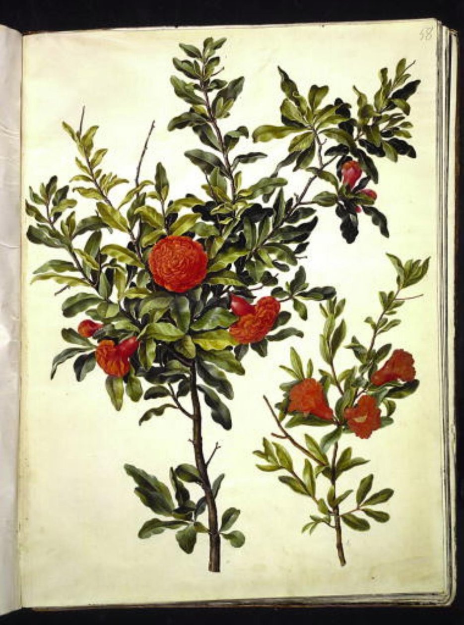 Punica granatum (granataeble) by Hans Simon Holtzbecker