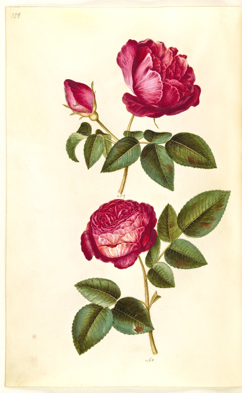 Rosa gallica (apoteker-gül); Rosa (?) (Güller) by Hans Simon Holtzbecker