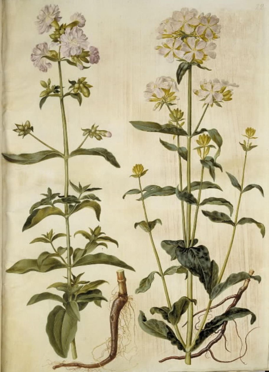 Saponaria officinalis (ortak sabun otu) by Hans Simon Holtzbecker
