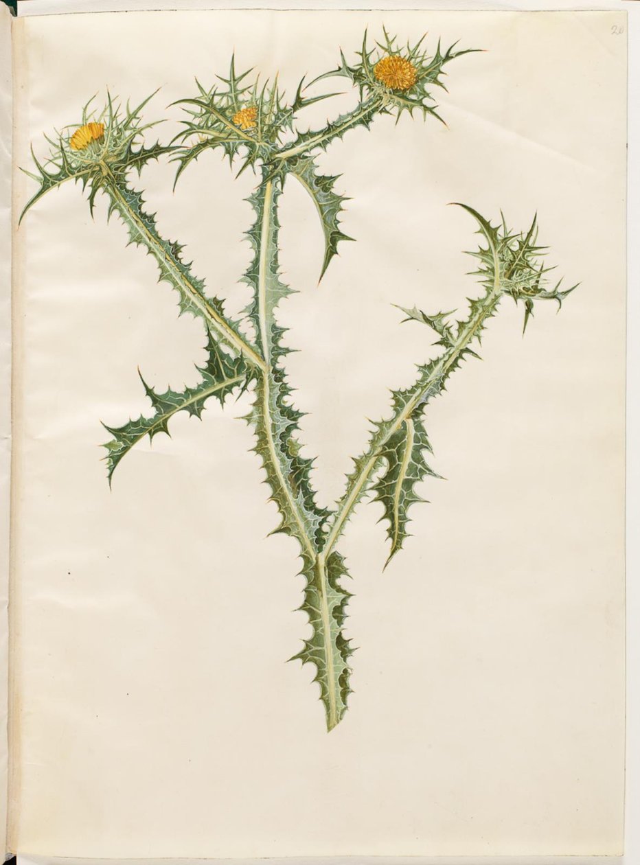 Scolymus hispanicus (İspanyol altın devedikeni) by Hans Simon Holtzbecker