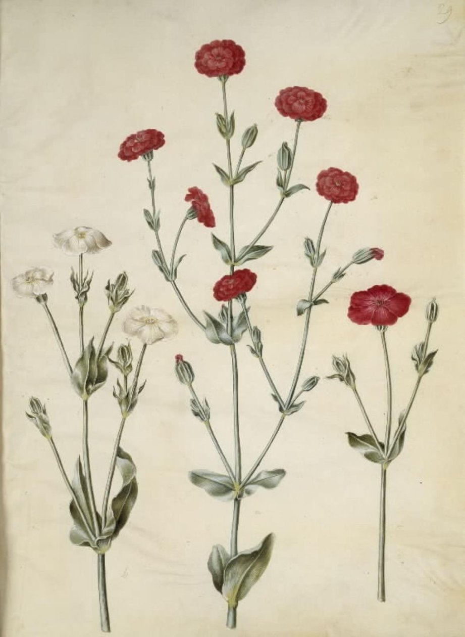Silene coronaria (kron-limurt) by Hans Simon Holtzbecker