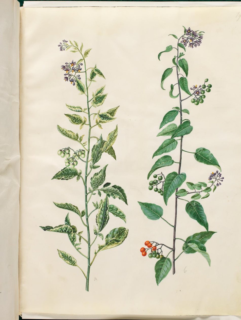 Solanum dulcamara (acı tatlı gece gölgesi) by Hans Simon Holtzbecker