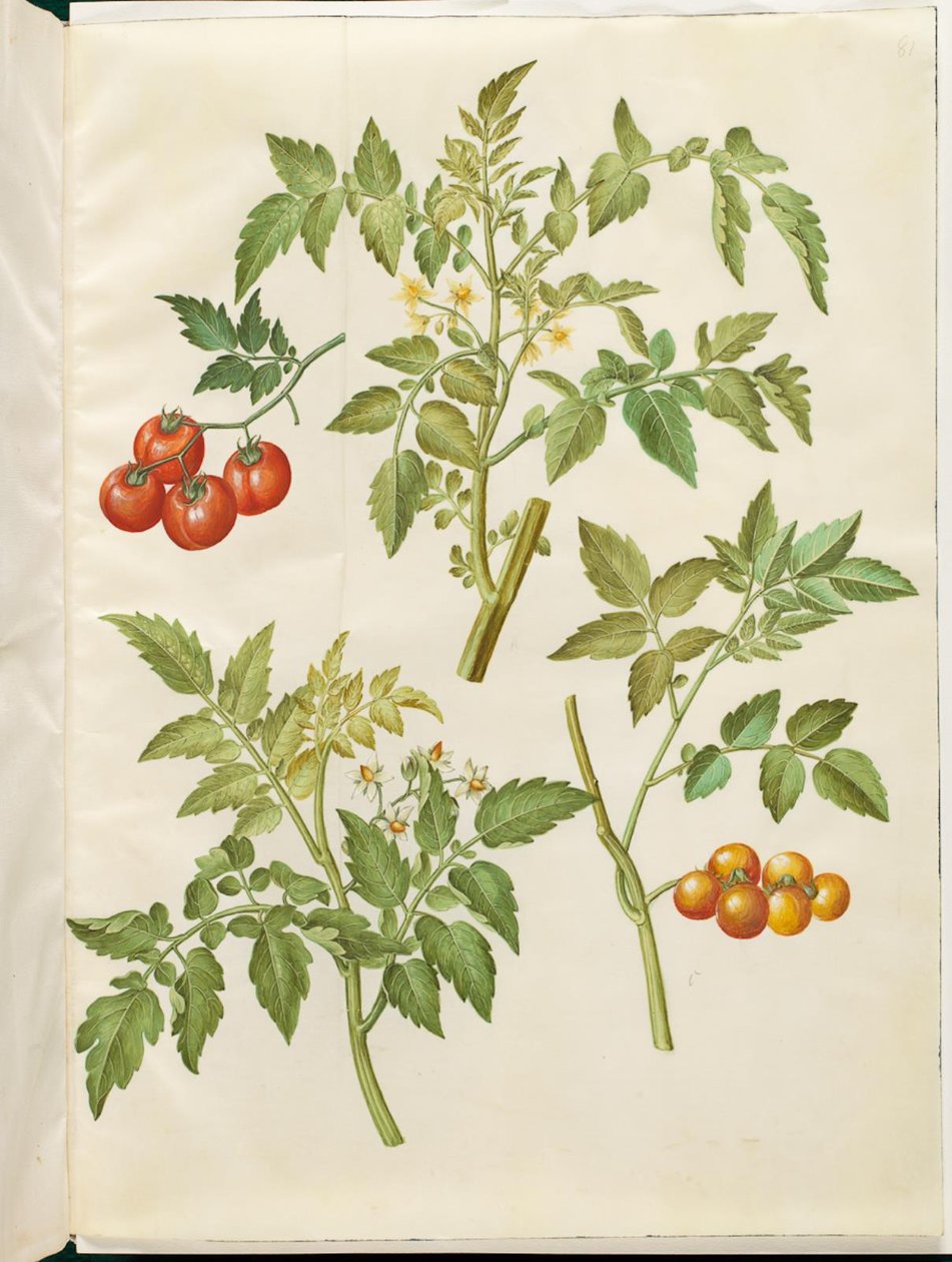 Solanum lycopersicum (ortak domates) by Hans Simon Holtzbecker