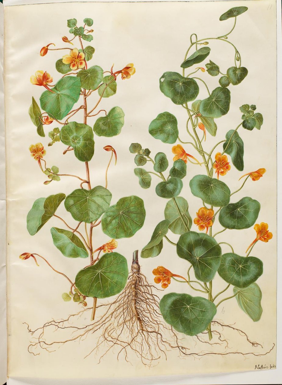 Tropaeolum eksi (küçük su teresi) by Hans Simon Holtzbecker