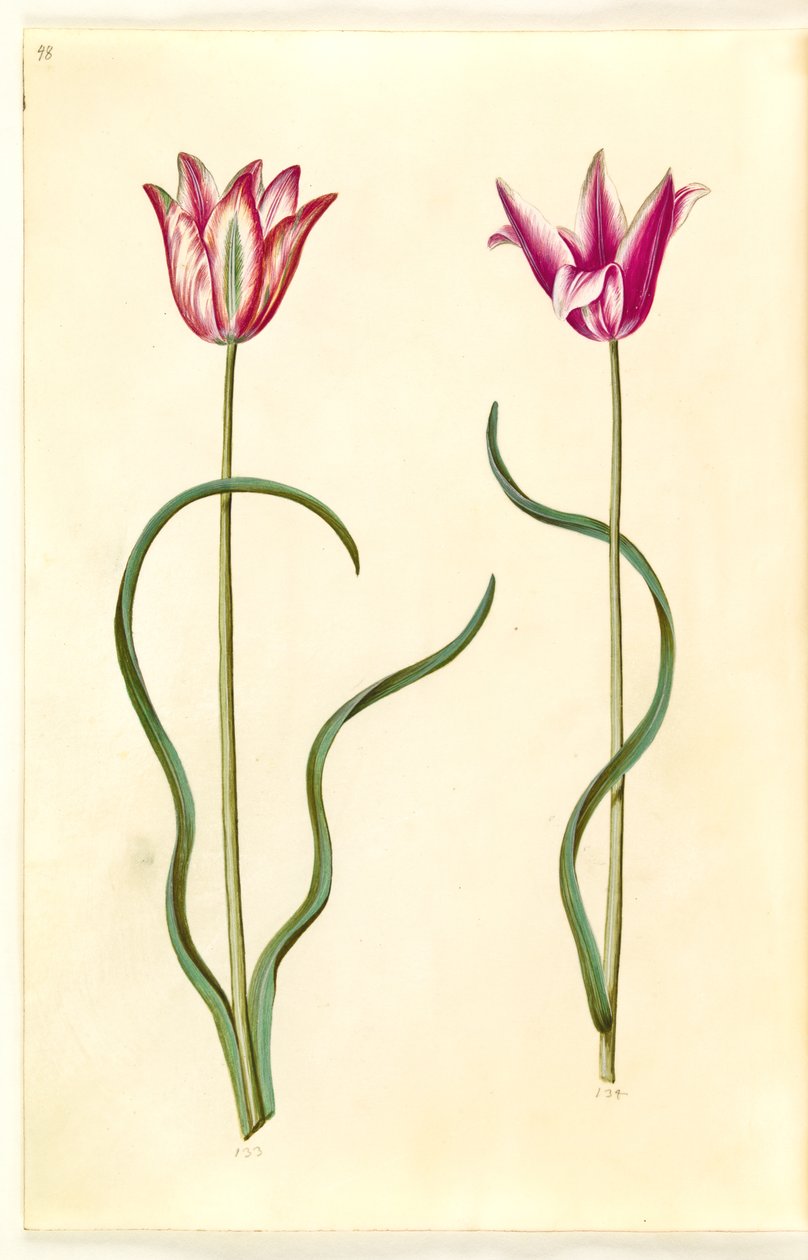 Lale clusiana (clusius-tulipan) by Hans Simon Holtzbecker