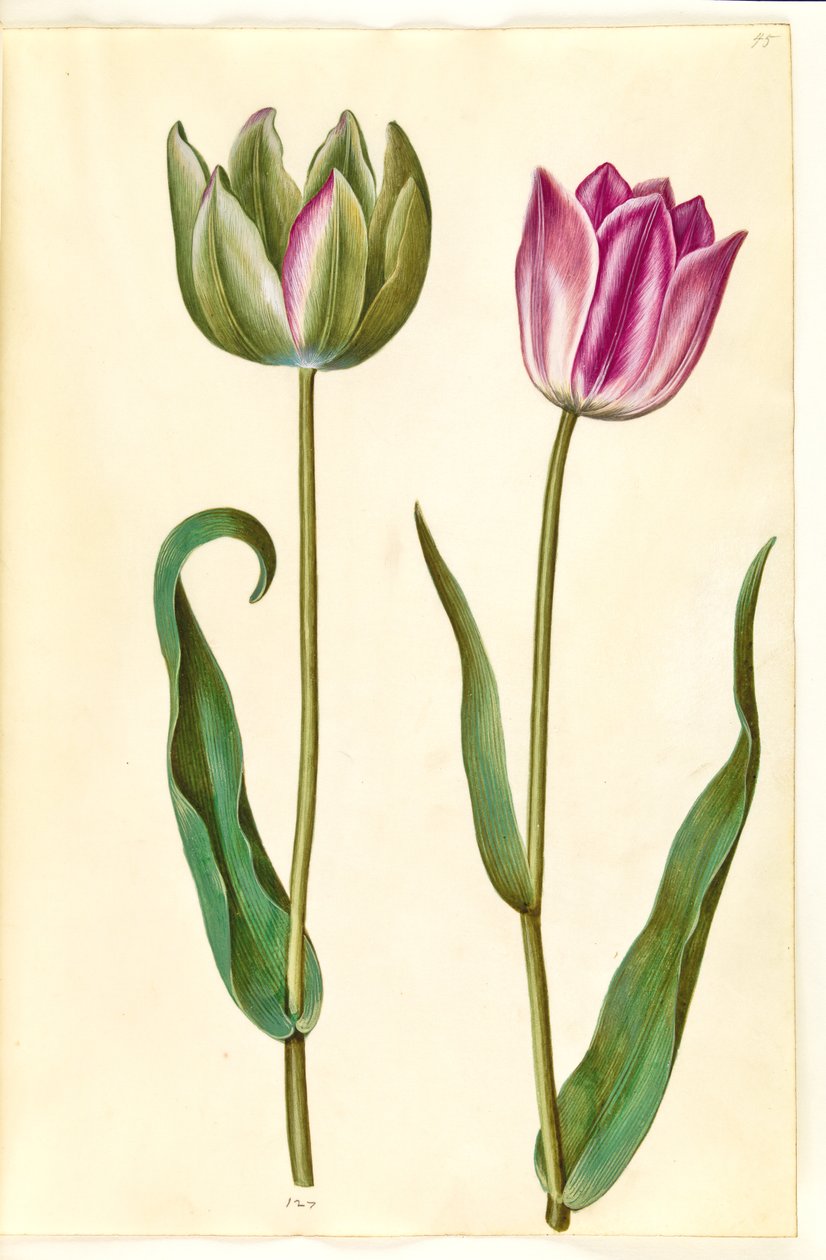 Tulipa gesneriana (lale var) by Hans Simon Holtzbecker