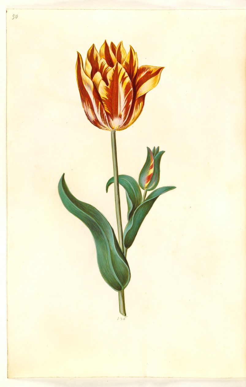 Tulipa gesneriana (lale var) by Hans Simon Holtzbecker