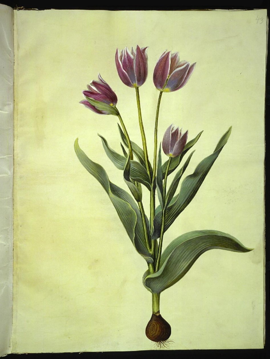 Tulipa gesneriana (lale var) by Hans Simon Holtzbecker