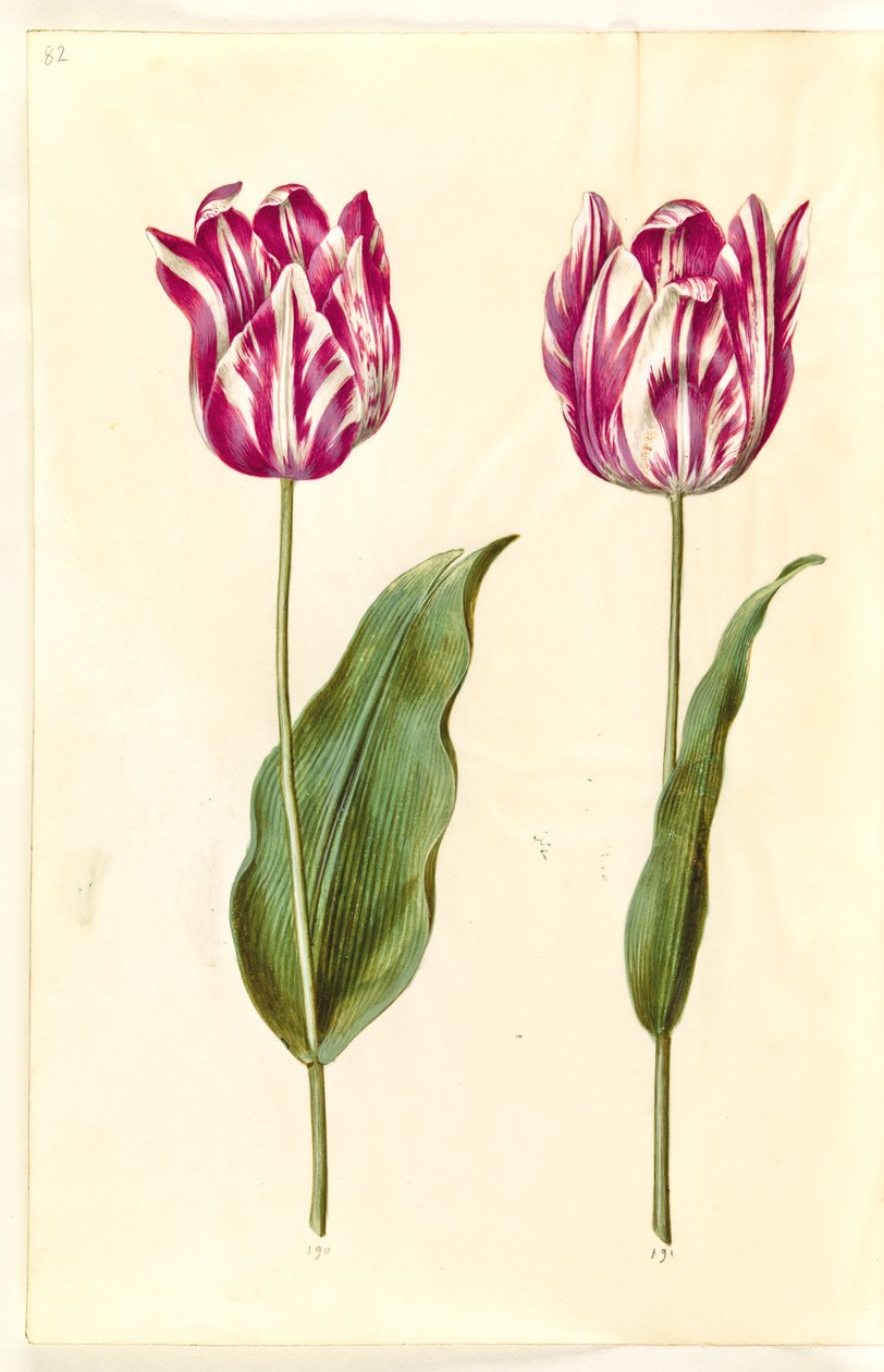 Tulipa gesneriana (lale var) by Hans Simon Holtzbecker