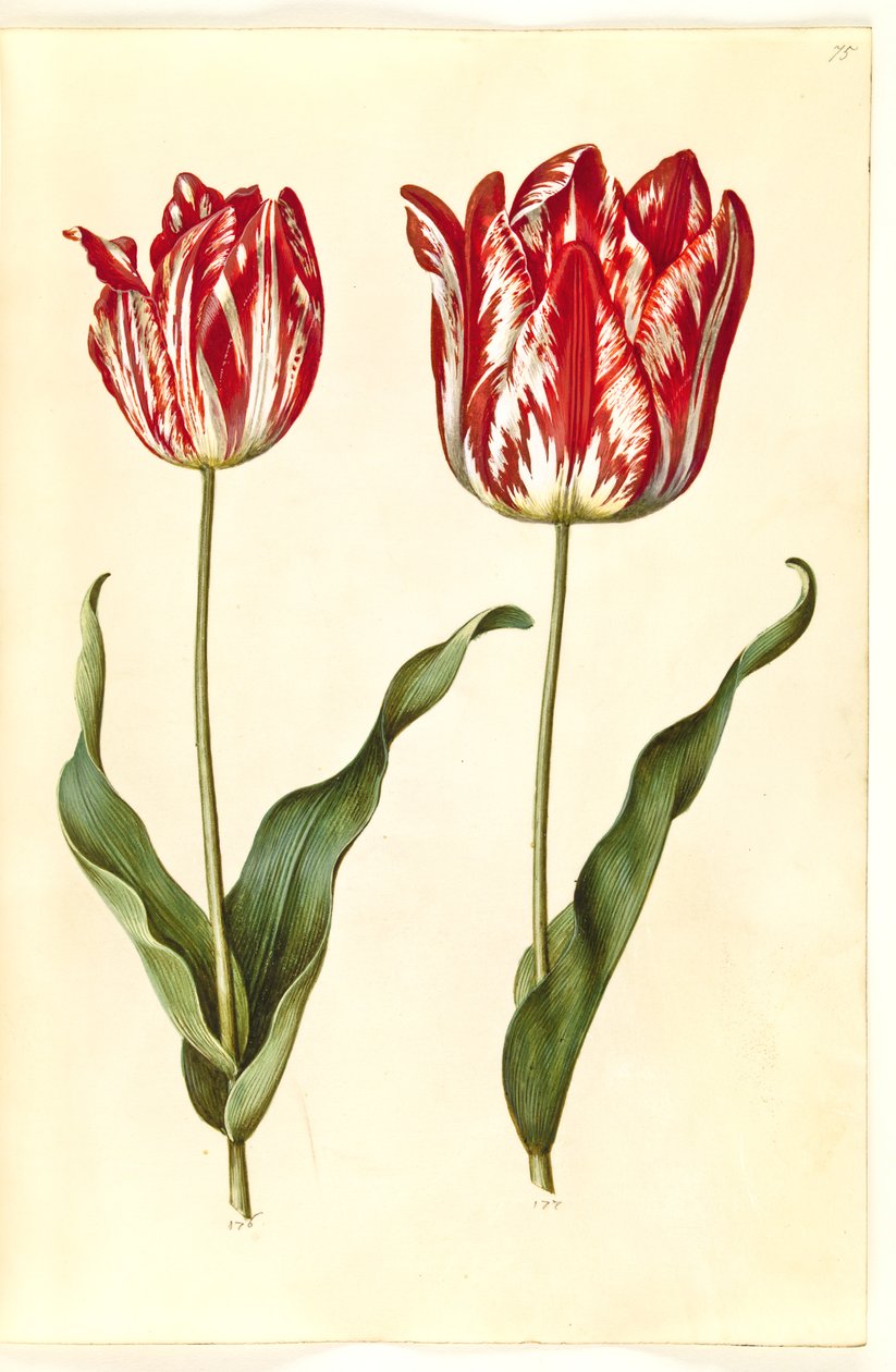 Tulipa gesneriana (lale var) by Hans Simon Holtzbecker