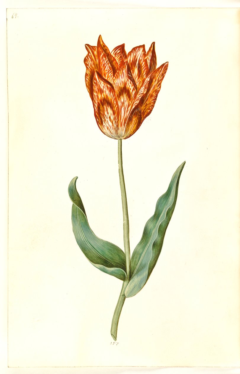 Tulipa gesneriana (lale var) by Hans Simon Holtzbecker