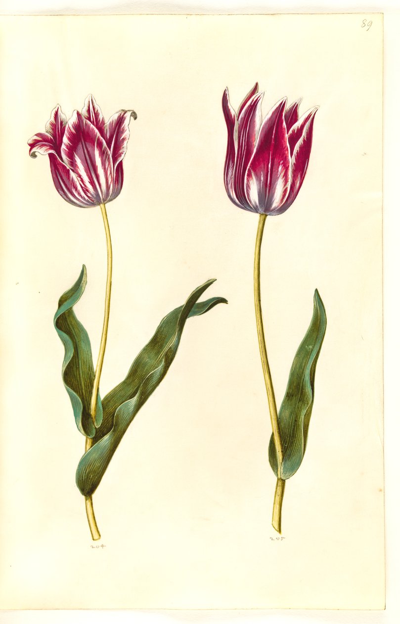 Tulipa gesneriana (lale var) by Hans Simon Holtzbecker