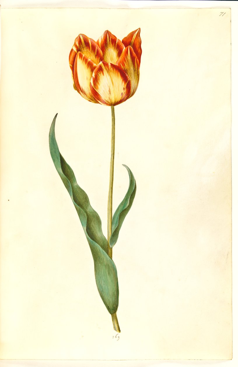 Tulipa gesneriana (lale var) by Hans Simon Holtzbecker