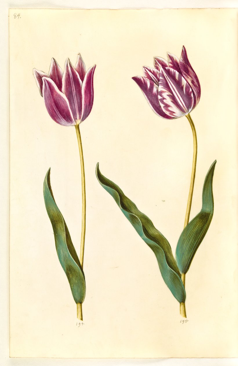 Tulipa gesneriana (lale var) by Hans Simon Holtzbecker