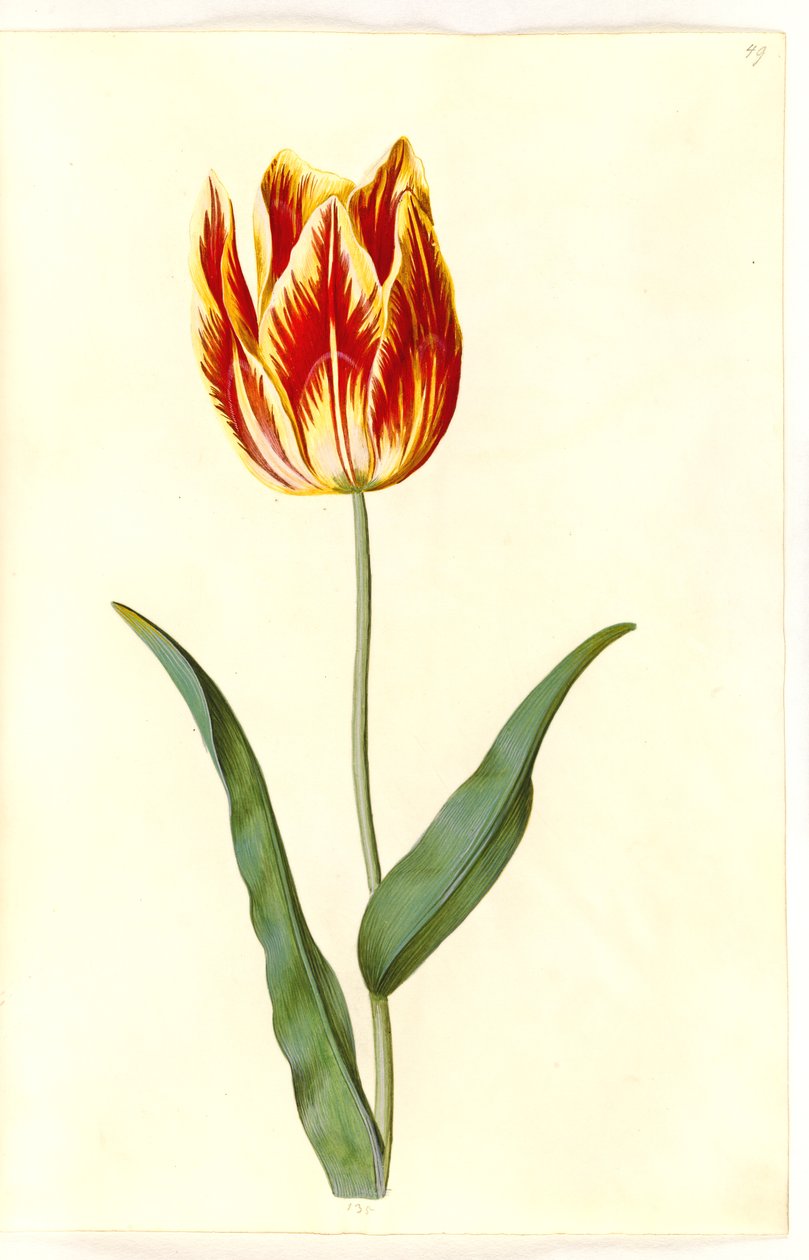 Tulipa gesneriana (lale var) by Hans Simon Holtzbecker