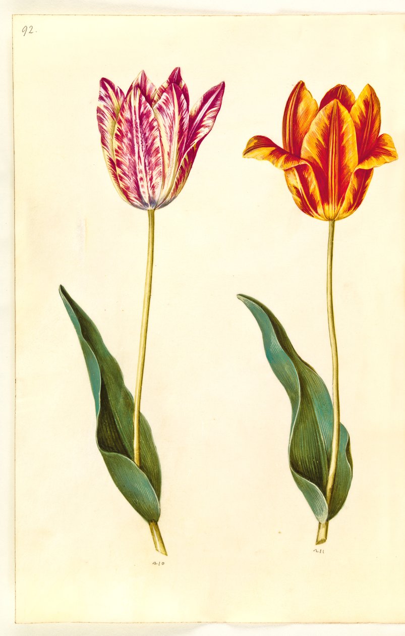 Lale gesneriana (sahip-lale) by Hans Simon Holtzbecker