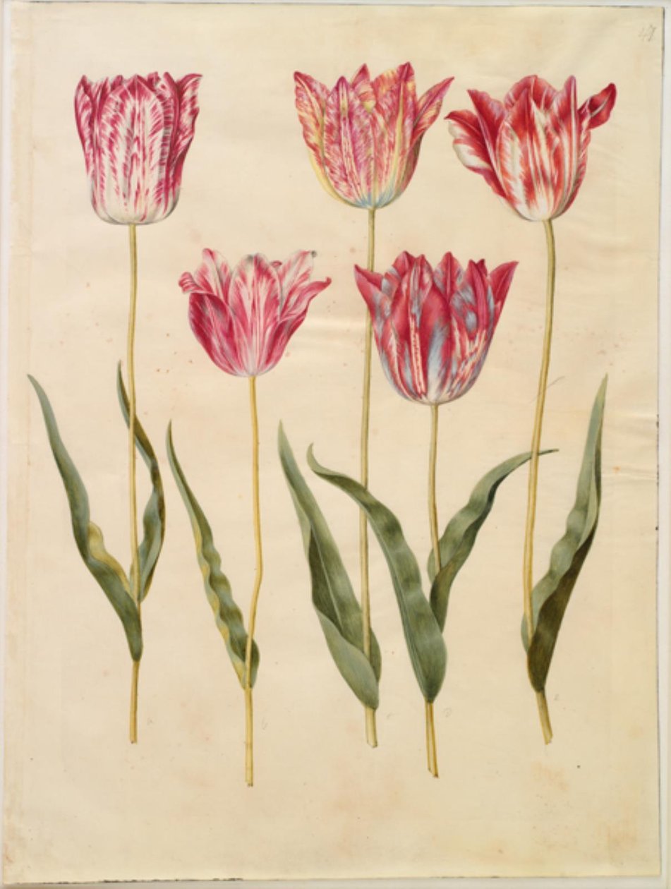 Tulipa gesneriana (lale var) by Hans Simon Holtzbecker