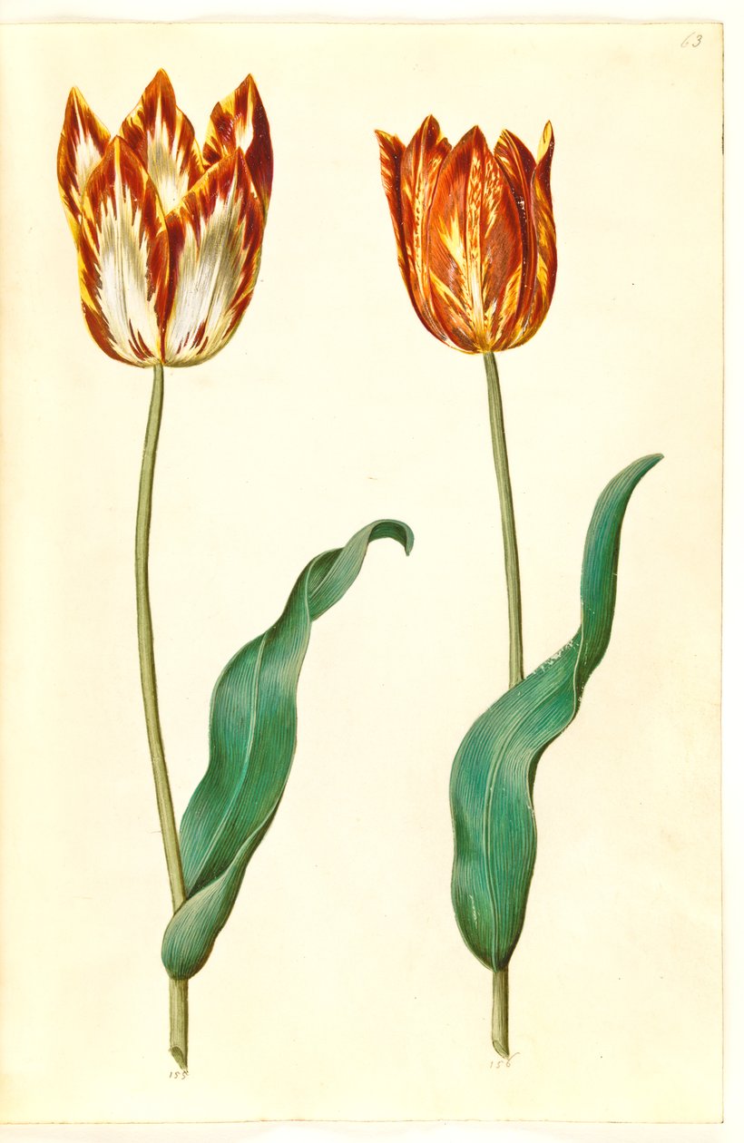 Tulipa gesneriana (lale var) by Hans Simon Holtzbecker