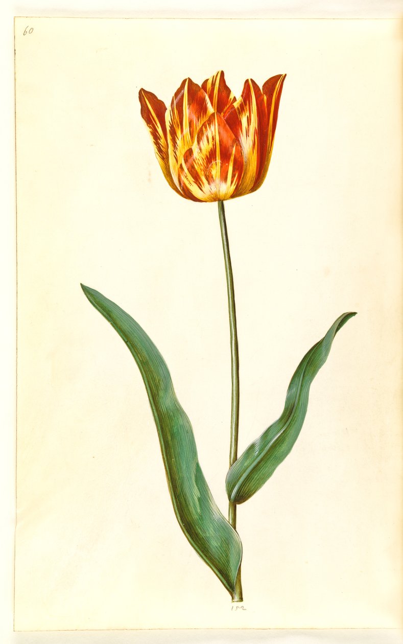 Tulipa gesneriana (lale var) by Hans Simon Holtzbecker