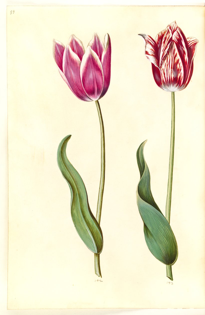 Tulipa gesneriana (lale var) by Hans Simon Holtzbecker