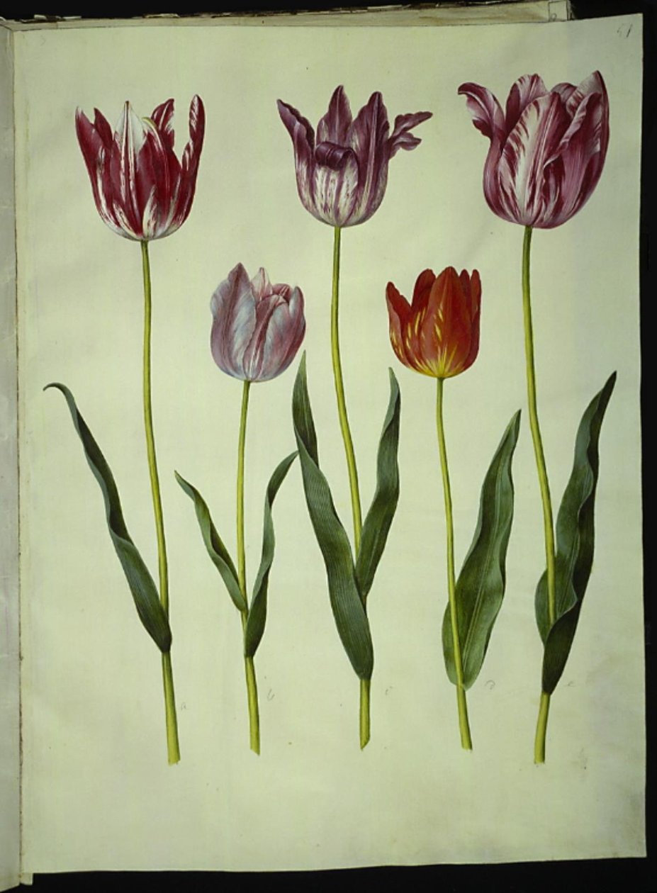 Tulipa gesneriana (sahip-tulipan) by Hans Simon Holtzbecker
