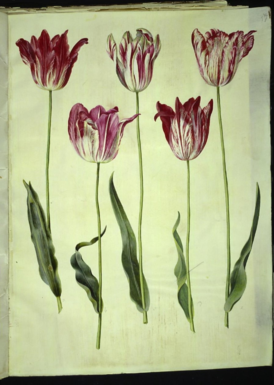Tulipa gesneriana (sahip-tulipan) by Hans Simon Holtzbecker
