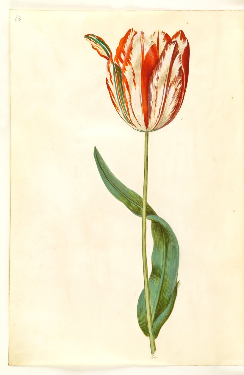 Tulipa gesneriana (sahip-tulipan) by Hans Simon Holtzbecker