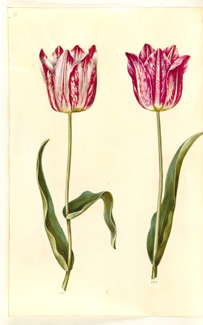 Tulipa gesneriana (sahip-tulipan) by Hans Simon Holtzbecker