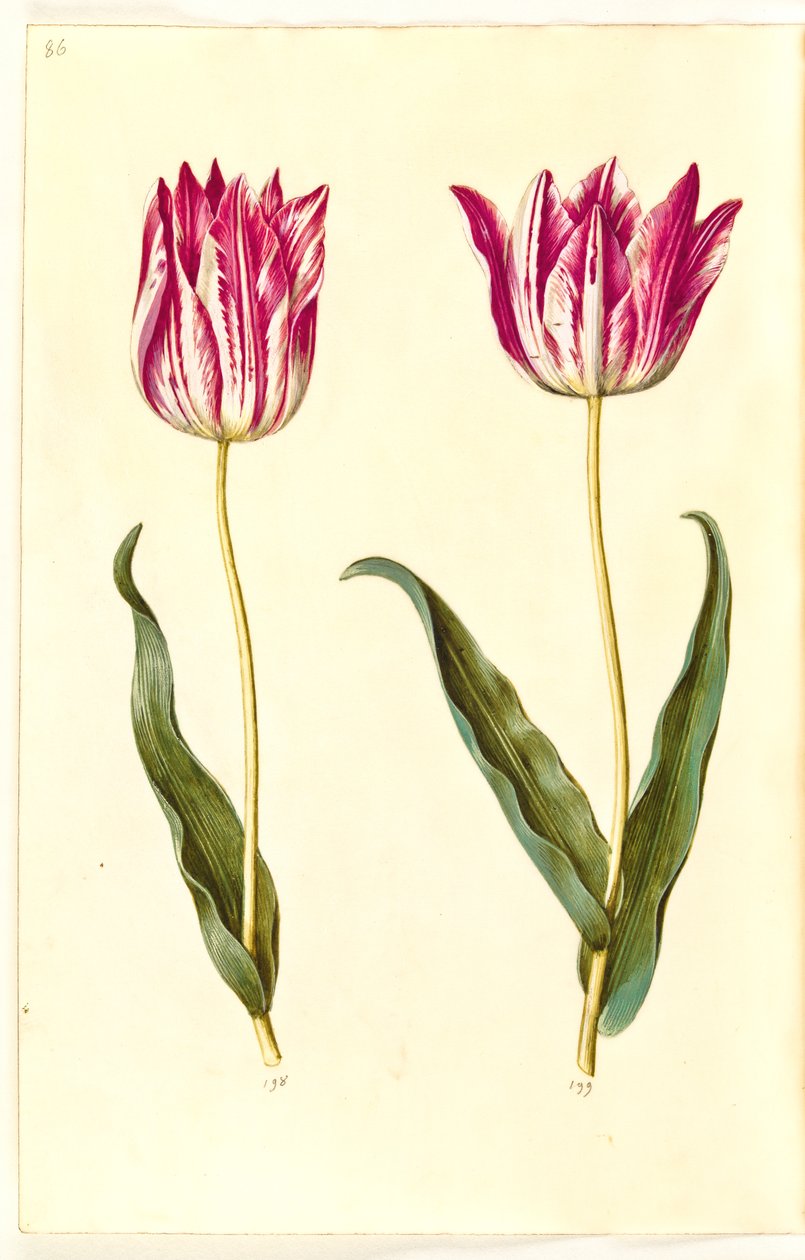 Tulipa gesneriana (sahip-tulipan) by Hans Simon Holtzbecker