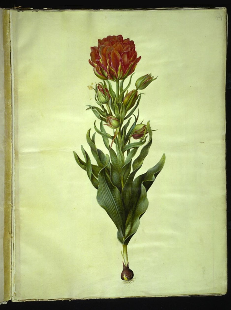 Tulipa gesneriana (sahip-tulipan) by Hans Simon Holtzbecker