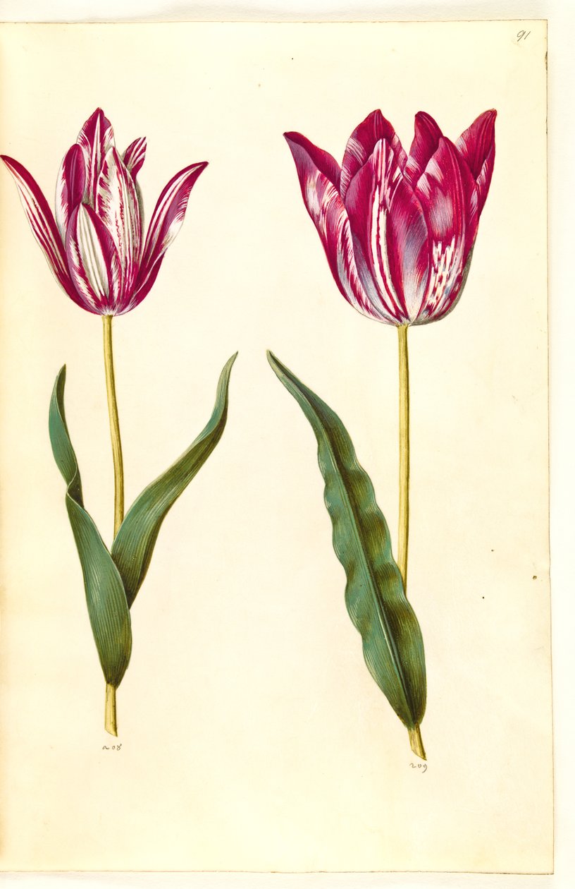 Tulipa gesneriana (sahip-tulipan) by Hans Simon Holtzbecker