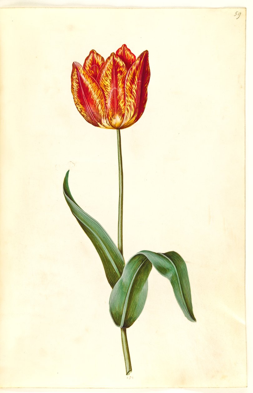 Tulipa gesneriana (sahip-tulipan) by Hans Simon Holtzbecker