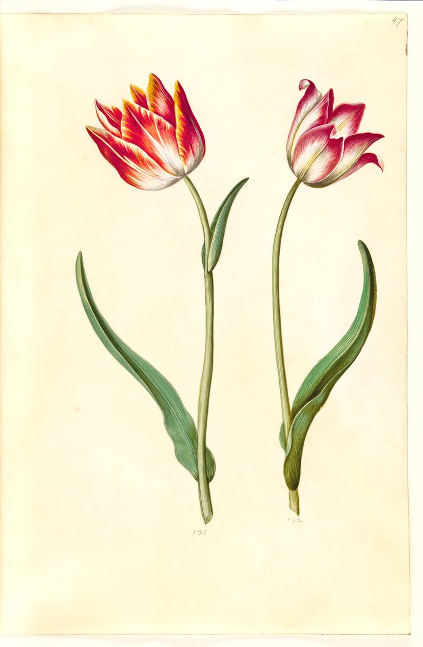 Tulipa gesneriana (lale var) by Hans Simon Holtzbecker