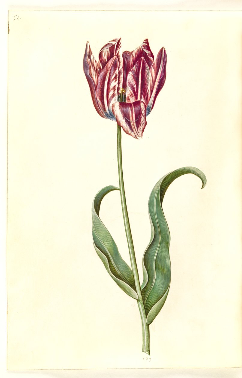 Tulipa gesneriana (lale var) by Hans Simon Holtzbecker