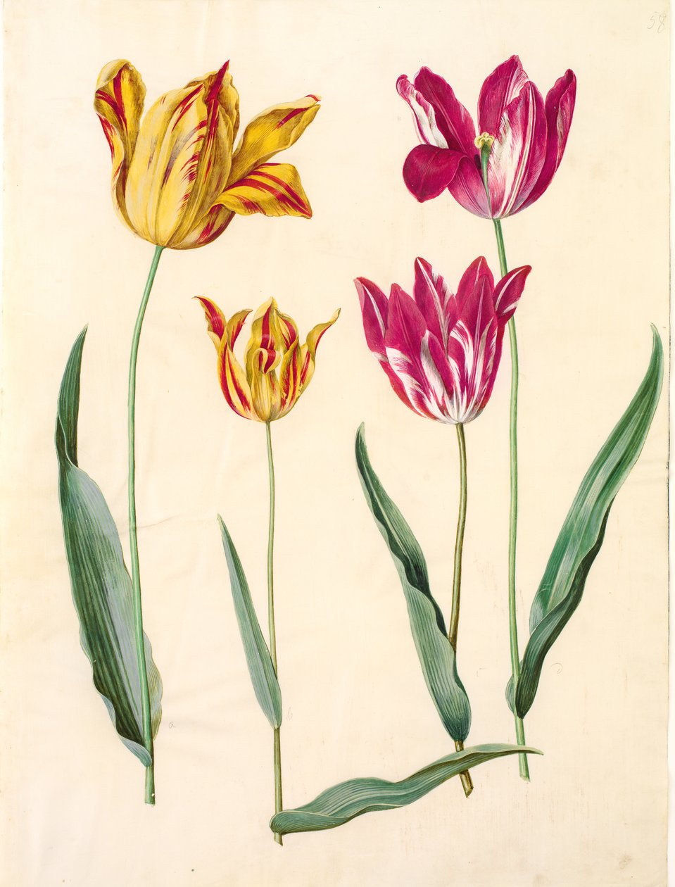 Tulipa gesneriana (lale var) by Hans Simon Holtzbecker